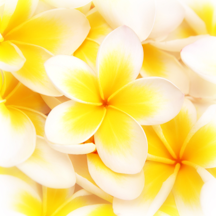 Hawaiian Wedding Flowers